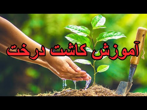 تصویری: چگونه و چه زمانی نهال درختان میوه را در بهار بکاریم؟