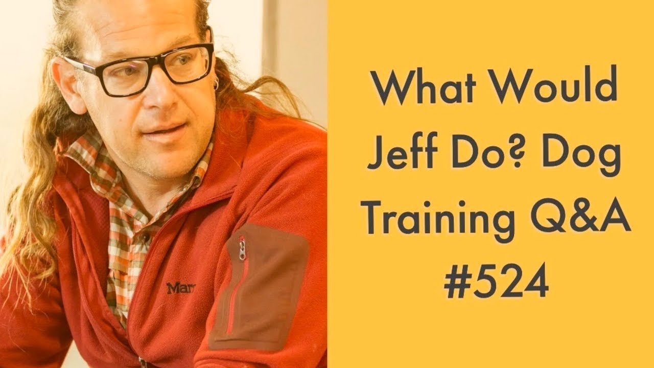 dog trainer in delhi Stop dog barking | Training Aggressive Dogs | What Would Jeff Do? Dog Training Q & A #524