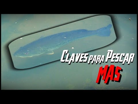 PESCA a PEZ VISTO ¡La adrenalina a flor de piel!