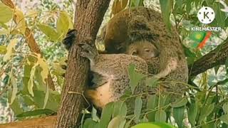 2011-08-11 Baraem Continuity Ramadan Part 10