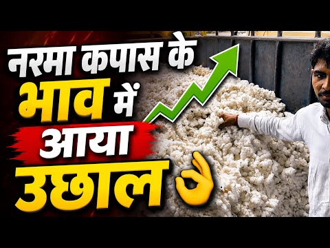 नरमा कपास के भाव में शानदार उछाल 04-09-2026 | Aaj ka taja Mandi bhav