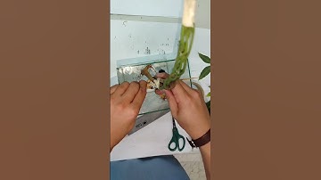 trying this money tree plant. making it hydroponic.
