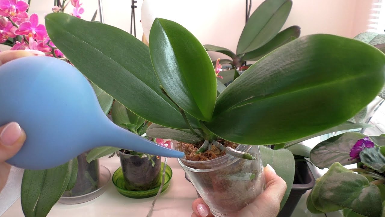 Technika zalévání orchidejí s banánovými slupkami krok za krokem.