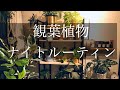 【観葉植物】ナイトルーティン〜ひたすら〇〇編〜