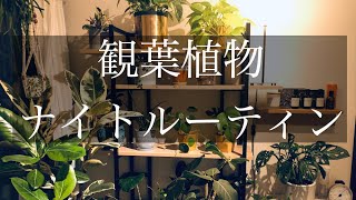 【観葉植物】ナイトルーティン〜ひたすら〇〇編〜