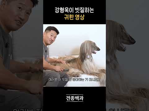 하루 빗질 2시간ㄷㄷㄷ