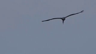 1050109基隆河南港段水域東方白鸛8