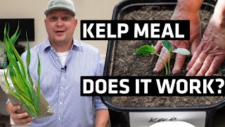 Kelp Meal As a Garden Amendment? Does it Work?
