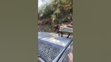 Bamboo shoots delivery process Good tools and machinery can increase work efficiency