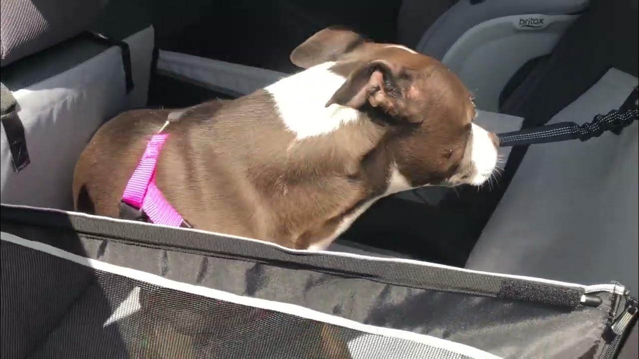 Review of Adorepaw & Dog Car Seat for Large Dogs, Seat Extender for Car