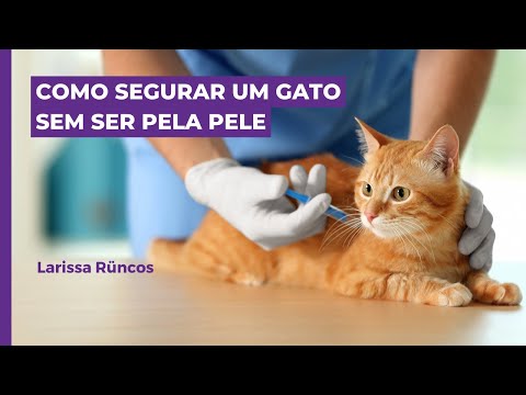 Vídeo: Dicas sem medo para pegar e segurar um gato