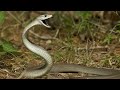 The Black Mamba: Africa’s Fastest and Most Feared Snake