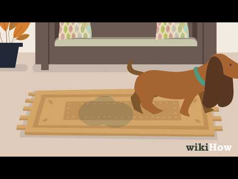 Comment obtenir chien Odeur d'urine sur tapis