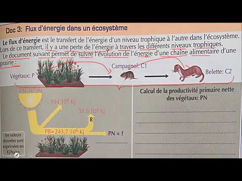 Vidéo: Comment l'énergie pénètre-t-elle dans les écosystèmes ?