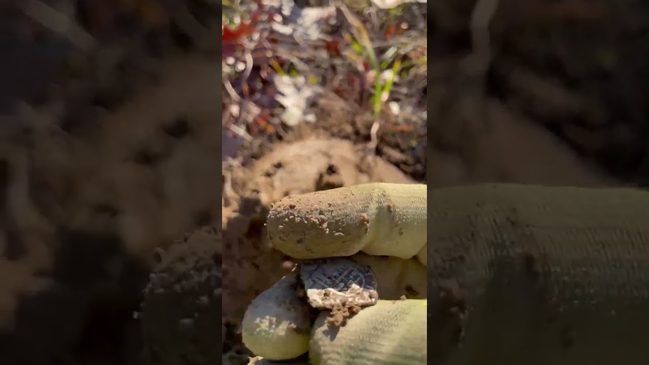 3rd Video Spanish Cob