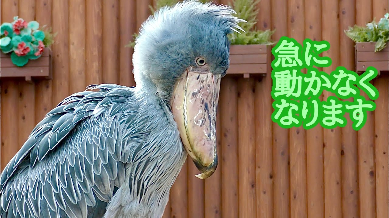 ハシビロコウ ふたばちゃん 急に動かなくなりました【掛川花鳥園