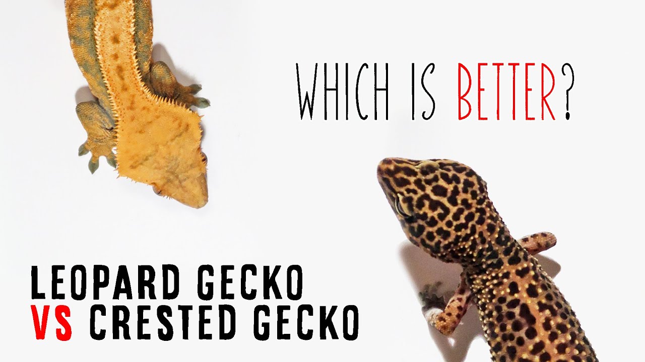 Leopard Gecko vs Crested Gecko | Which Is The Best Beginner Reptile