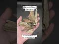 Mammoth Bone Fragments Fossil