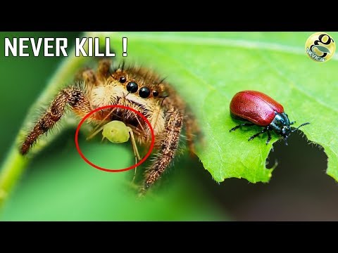 NEVER KILL THESE INSECTS | Beneficial Insects for Garden - ORGANIC BIOCONTROL