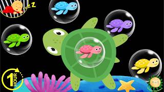 Baby Sensory Ocean Video | Colorful Fish & Sea Turtles with Soothing Baby Music
