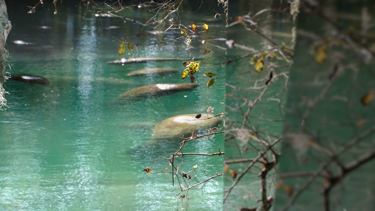 3 Sisters Springs, late November 2025.manatee ❤️