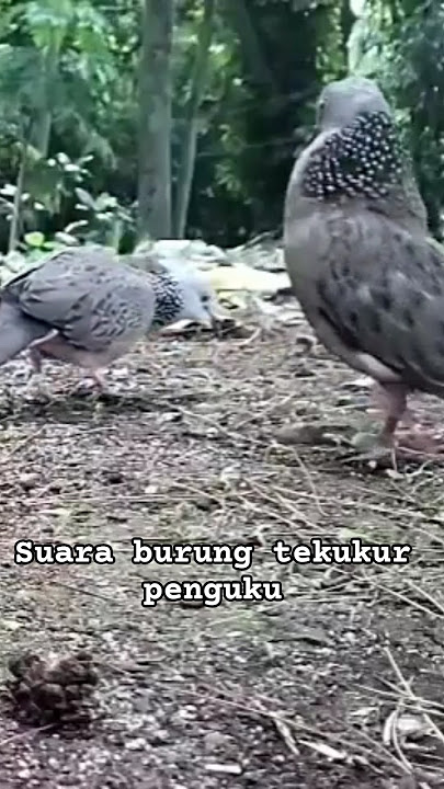 suara burung tekukur