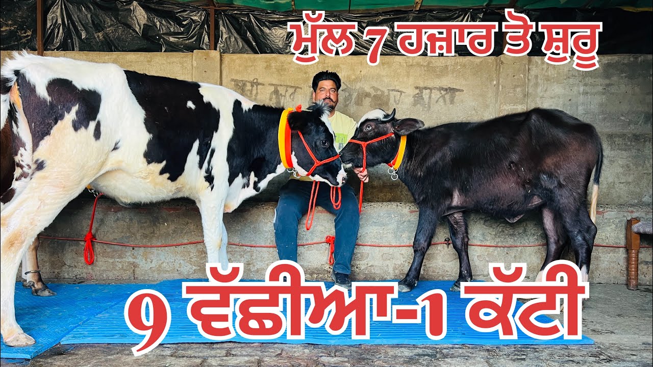 10 top class heifer for sale-10 ਖੂਬਸੂਰਤ ਵੱਛੀਆਂ-1 ਕੱਟੀ ਵਿਕਾਊ #brardairyfarmmoga 