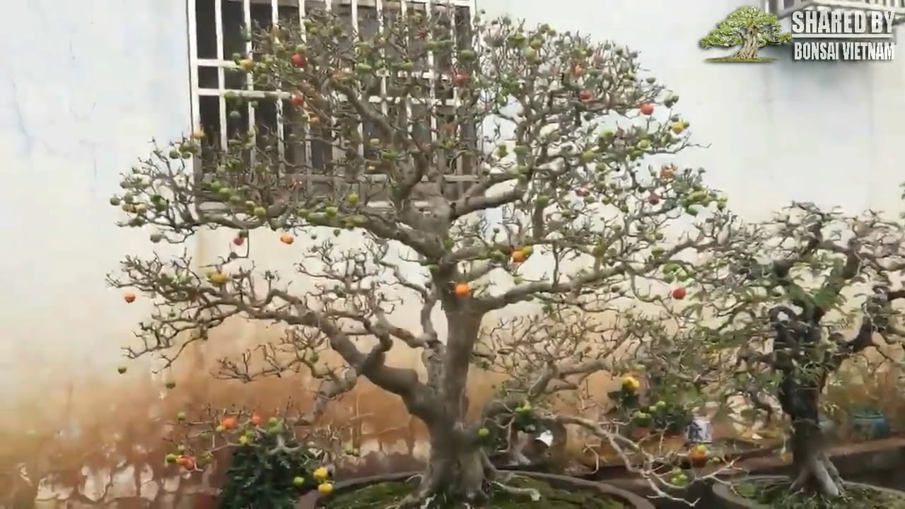 Chậu Sơ Ri bonsai tàn thiên nhiên || Naturalistic bonsai - YouTube