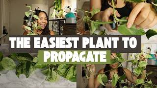 How to Propagate Pothos | Step-by-Step Guide for Begginers!