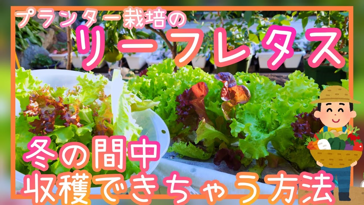 Semis en ligne de mâche