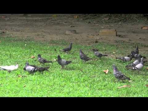野鴿的餵食秀.mov