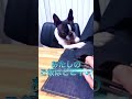 ママのラーメンが食べたくておねだりする【ボストンテリア】こむぎ♪  #shorts