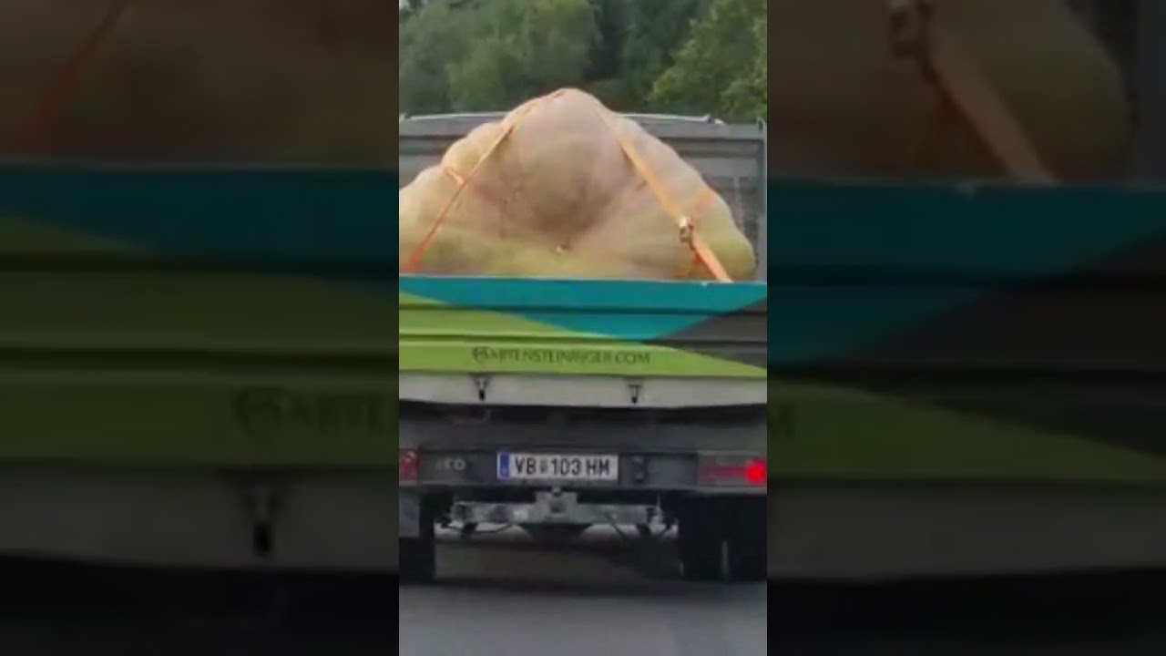 Giant pumpkin on a truck! Have you ever seen one like this?