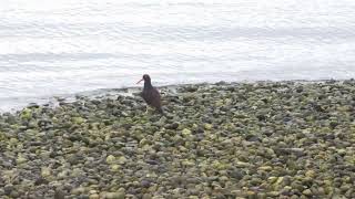 2023-01-26 Black Oystercatcher (02)