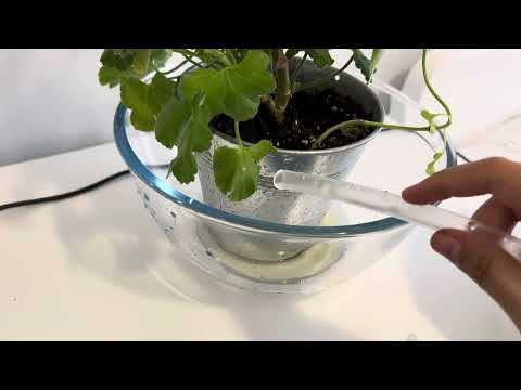 EECS 1021 Minor Project: Plant Watering System