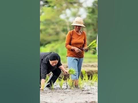 EFEK BU PUAN FOTO NANAM PADI - YouTube