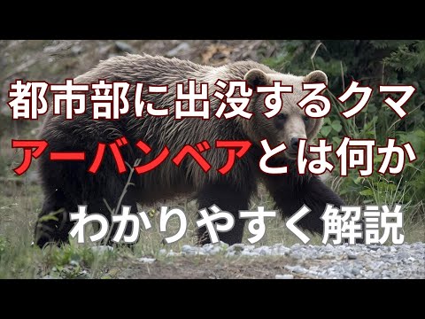 アーバンベア（都市型クマ）とは何かを徹底解説