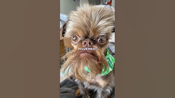 Thumbnail of Are Dogs Colorblind?