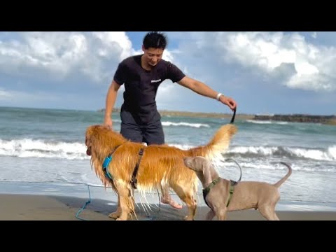 初めて海に入った子犬。ワイマラナーの子犬