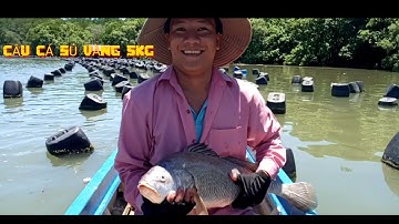 CÂU CÁ SỦ VÀNG 5KG CỬA SÔNG ĐỒNG TRANH