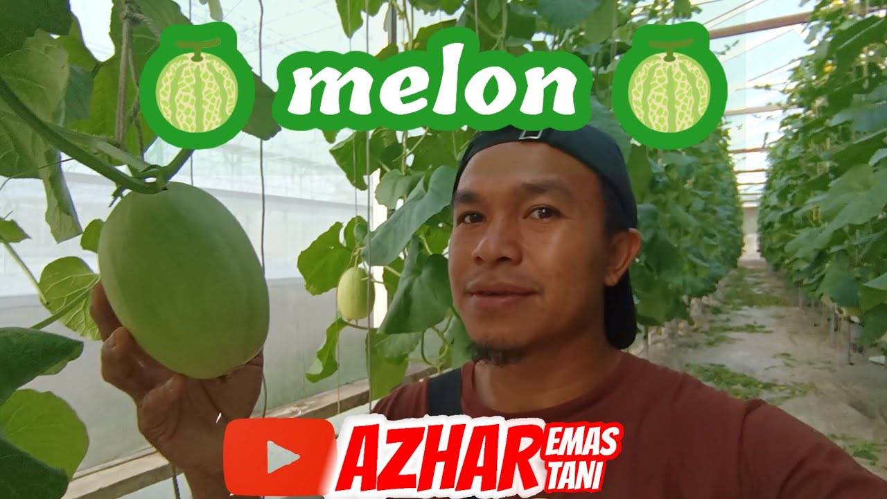 MBOLANG KE KEBUN MELON 🍈 GREENHOUSE BPPSDMP SEMPAJA SAMARINDA