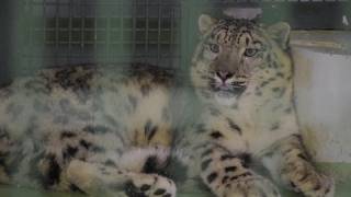 シジムが気になるアクバル~Snow Leopard