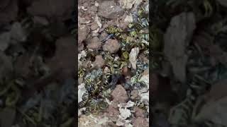 Yellow Jacket Reproductives  #wasp #pestcontrol #yellowjackets