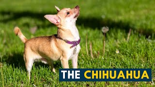 Chihuahua: Ten Interesting Facts About One of The World's Smallest Dogs!