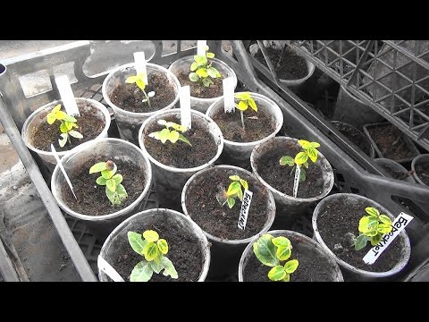 Видео: Зимуващи растения Liriope – научете за грижата за Lilyturf през зимата