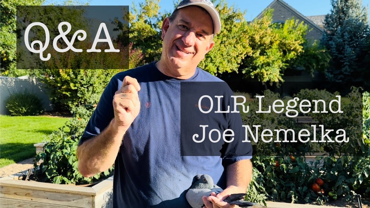 Q&A loft visit with Nemelka Racing Pigeon Loft (NRPL): OLR master breeder