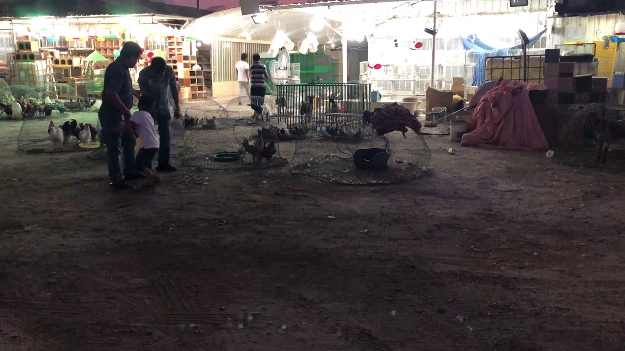Kuwait birds market YouTube