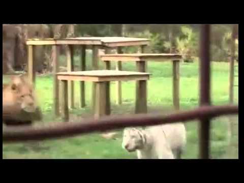 虎とライオン Youtube