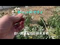 春、綺麗に咲きます!大根の花😊しばさき農園さん4