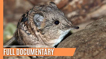 Eurasian Water Shrew - The Tiny Predator | Full Documentary